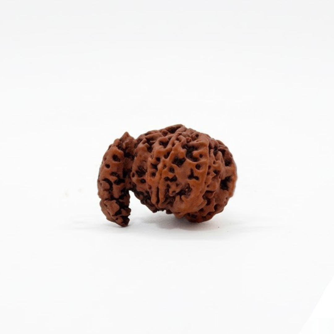 1 Mukhi Rudraksh (Nepali)