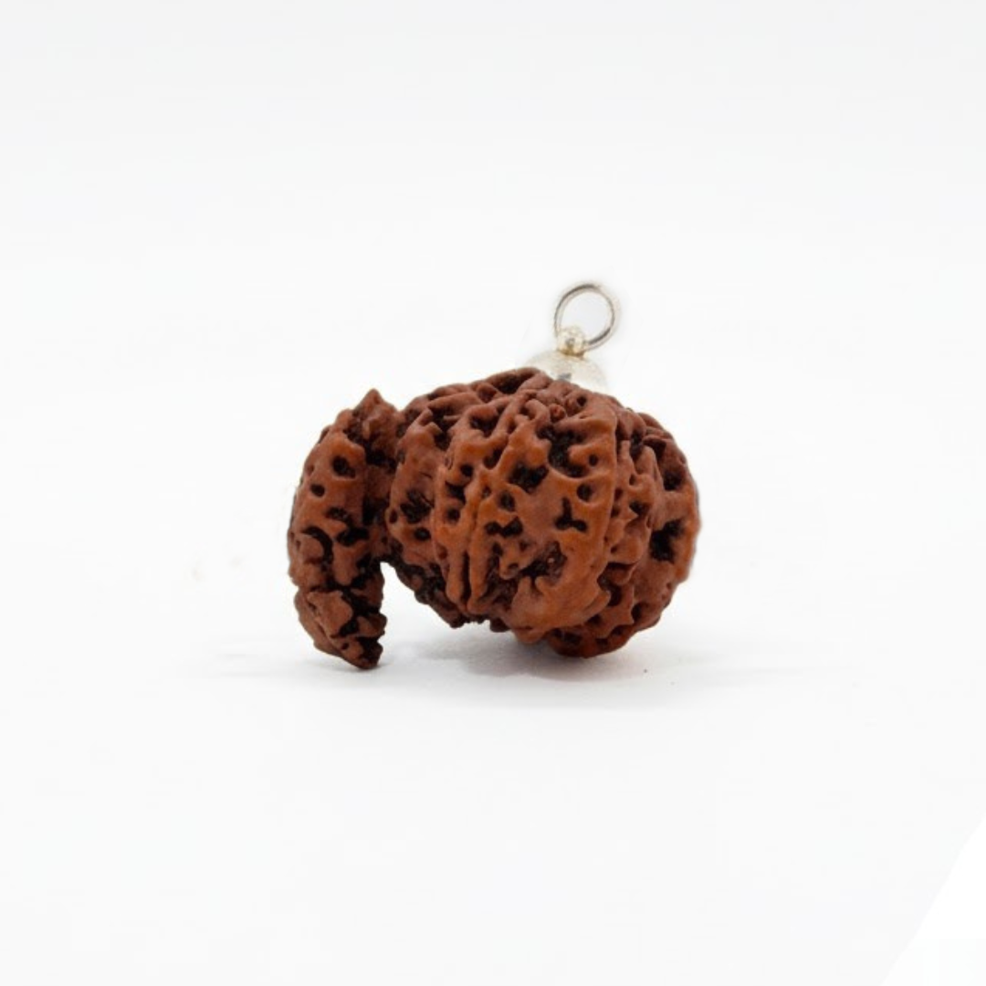 1 Mukhi Rudraksh (Nepali)
