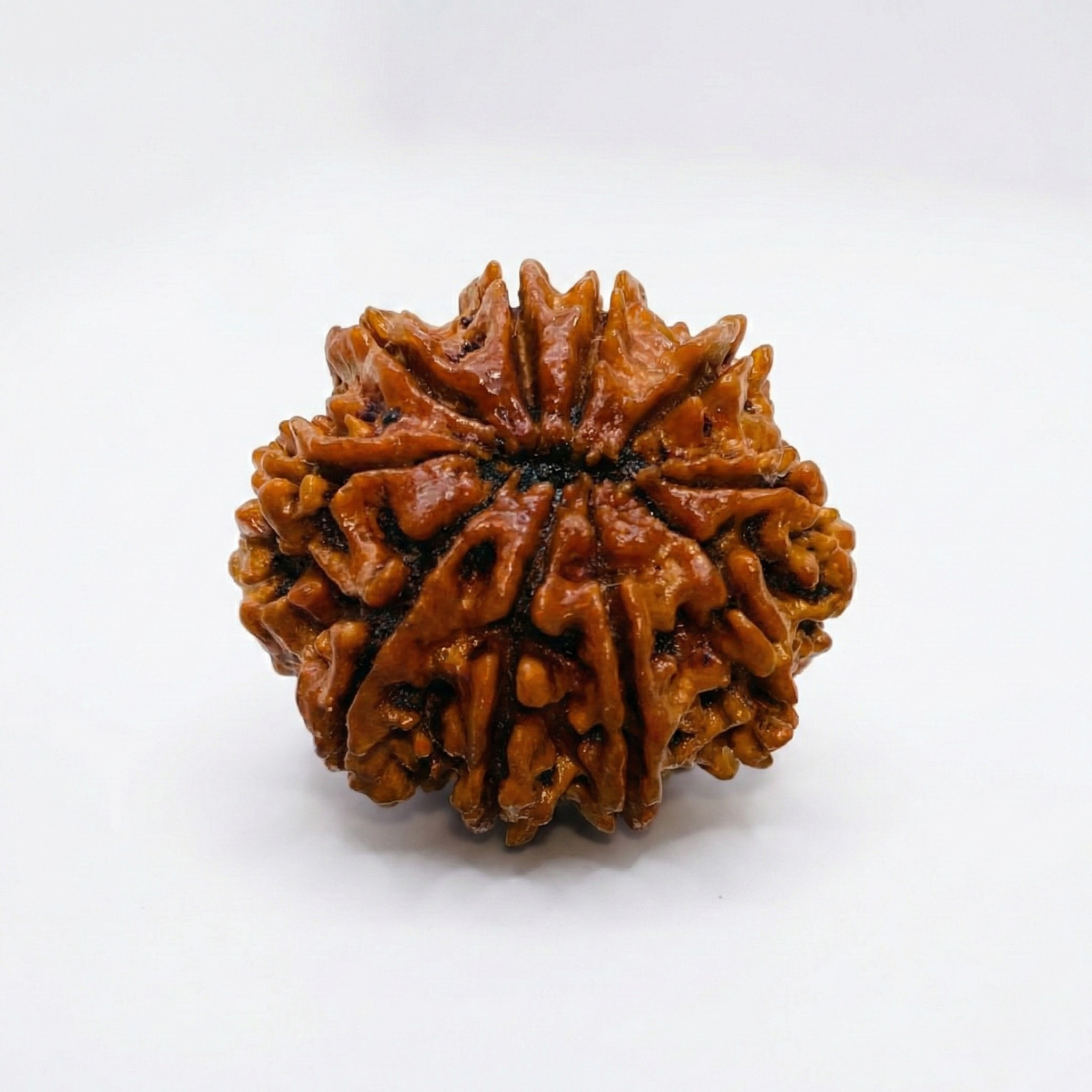 10 Mukhi Rudraksh (Nepali)
