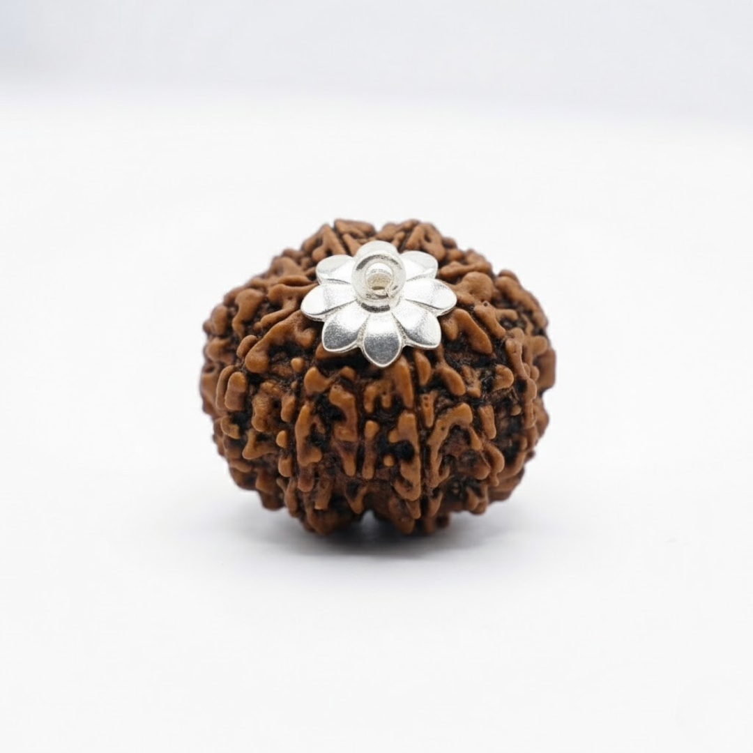 11 Mukhi Rudraksh (Nepali)