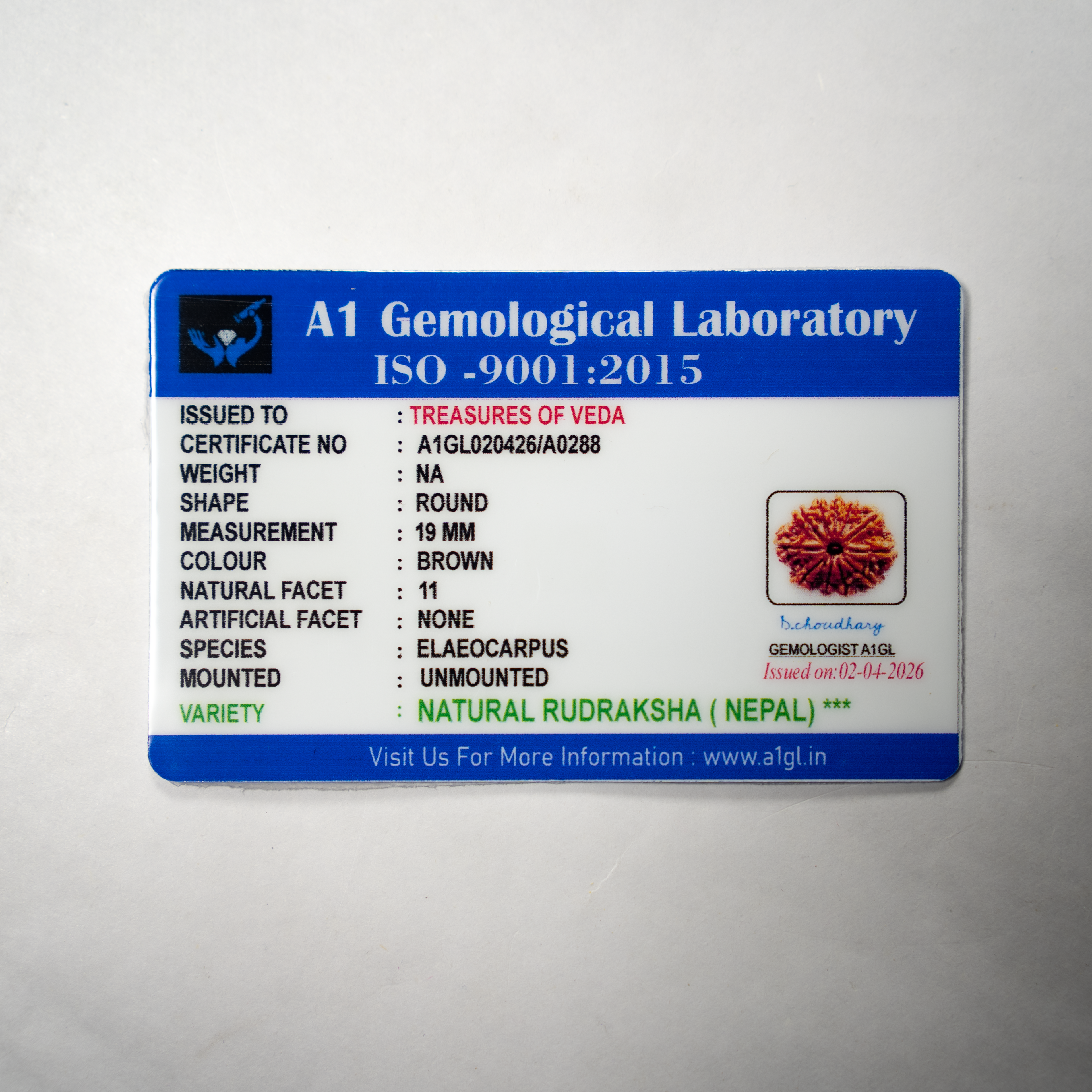 11 Mukhi Rudraksh (Nepali)