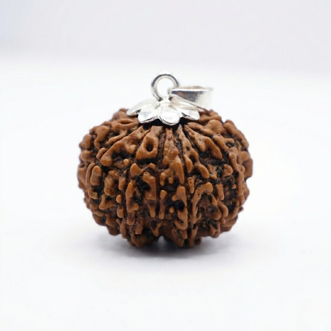 12 Mukhi Rudraksh (Nepali)