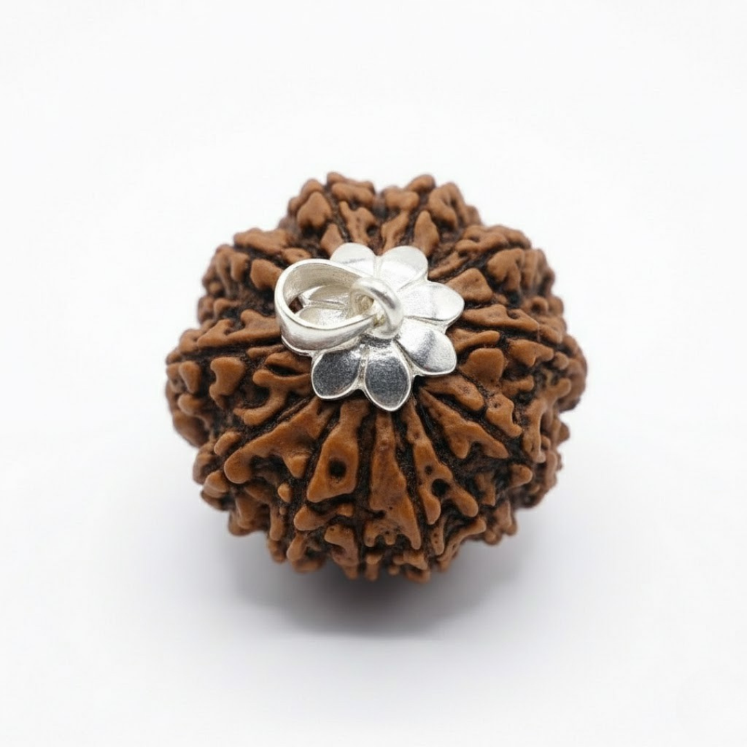 12 Mukhi Rudraksh (Nepali)