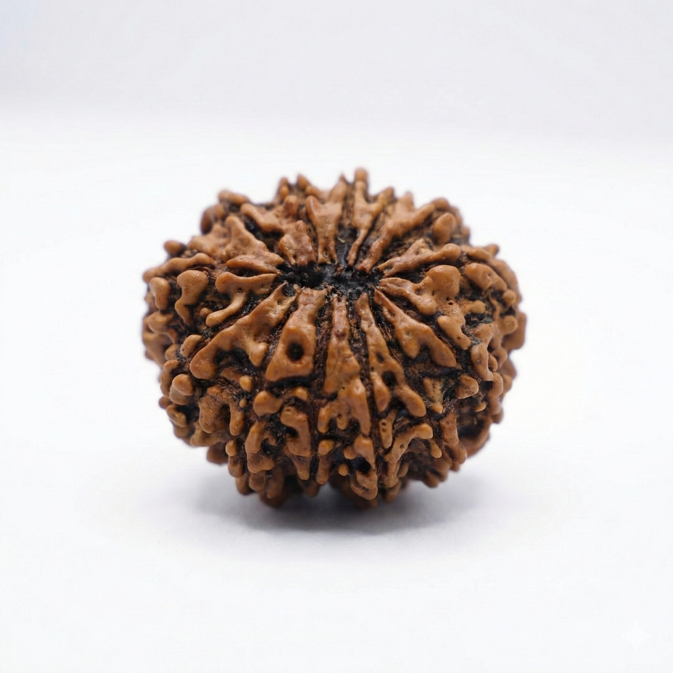 13 Mukhi Rudraksh (Nepali)