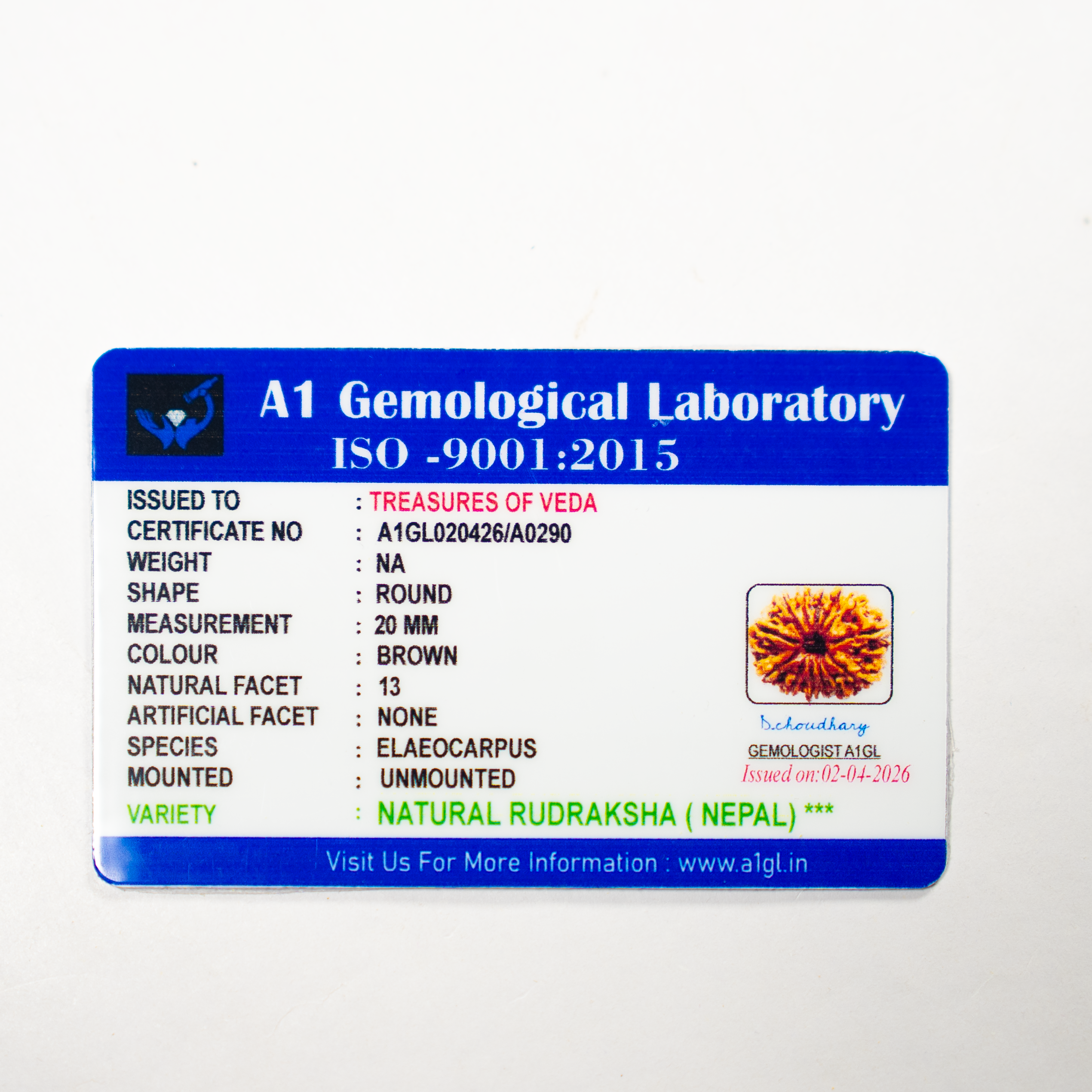 13 Mukhi Rudraksh (Nepali)