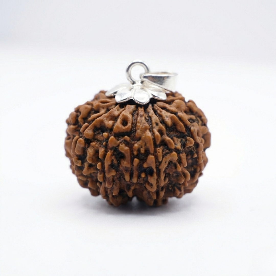 13 Mukhi Rudraksh (Nepali)