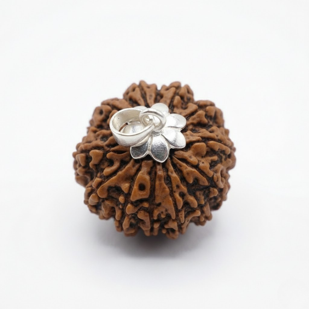 13 Mukhi Rudraksh (Nepali)