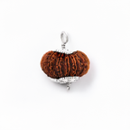14 Mukhi Rudraksh (Nepali)