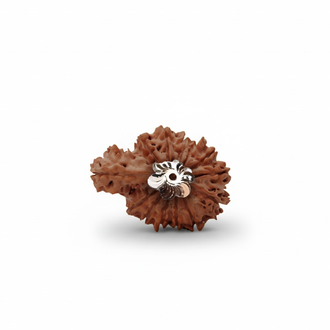 14 Mukhi Rudraksh (Nepali)