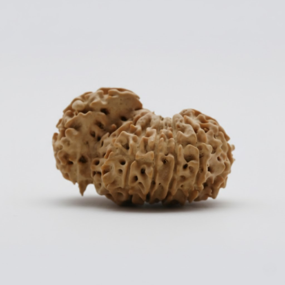 14 Mukhi Rudraksh (Nepali)