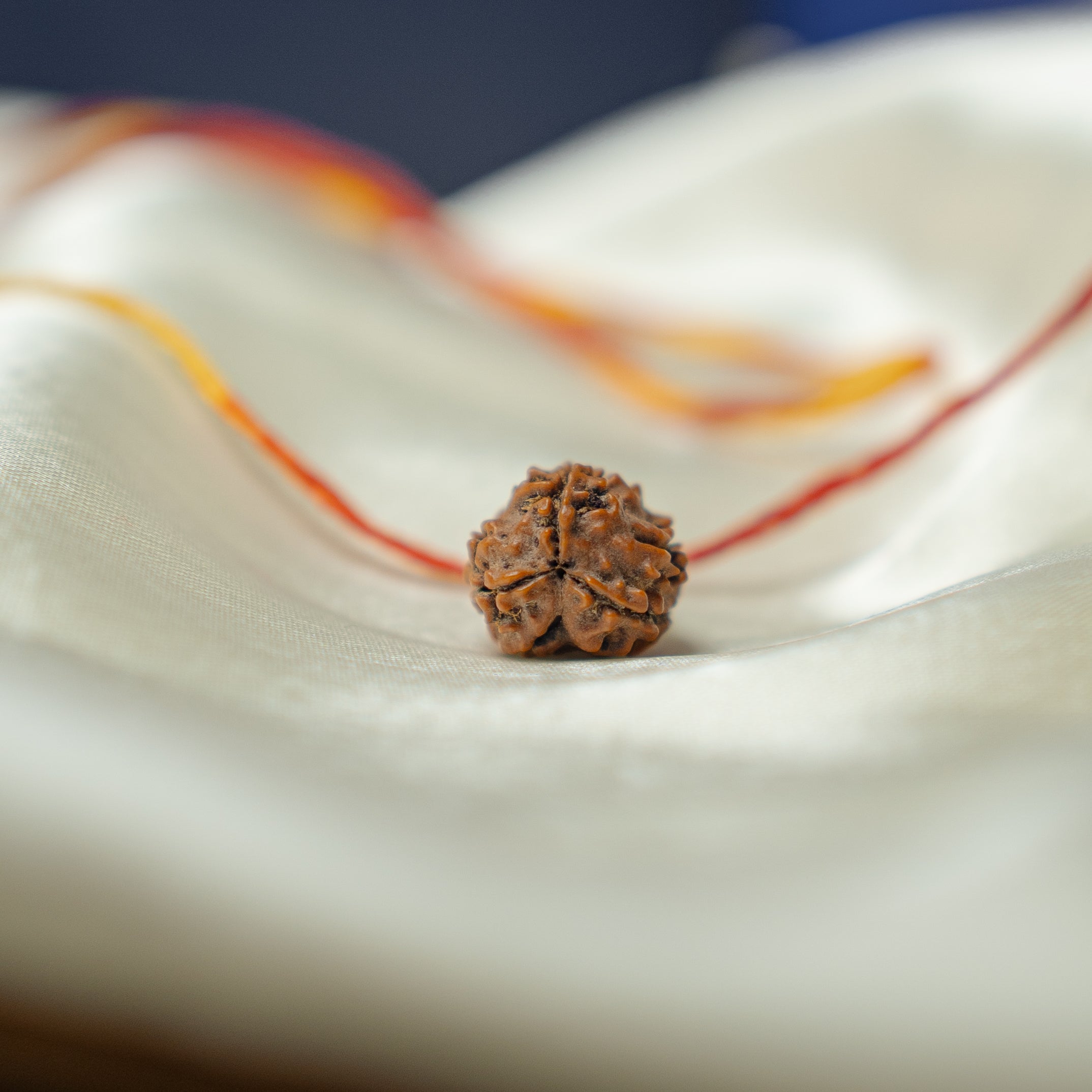 3 Mukhi Rudraksh (Nepali)