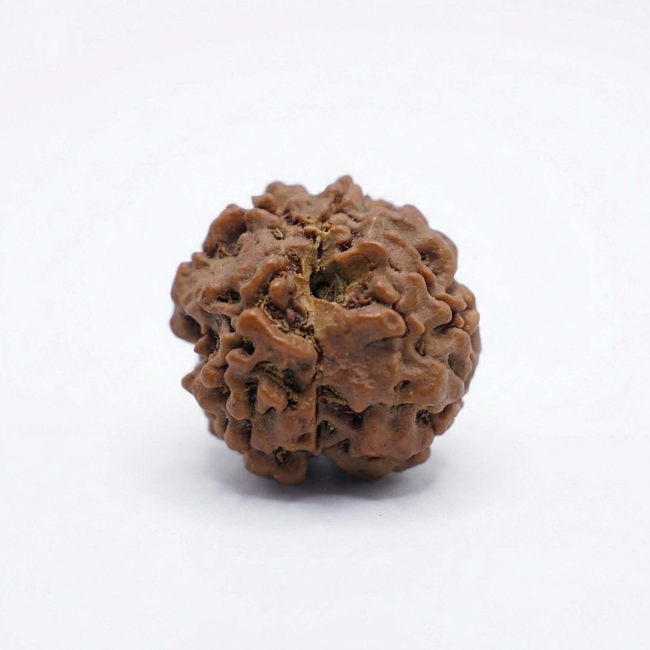 4 Mukhi Rudraksh (Nepali)
