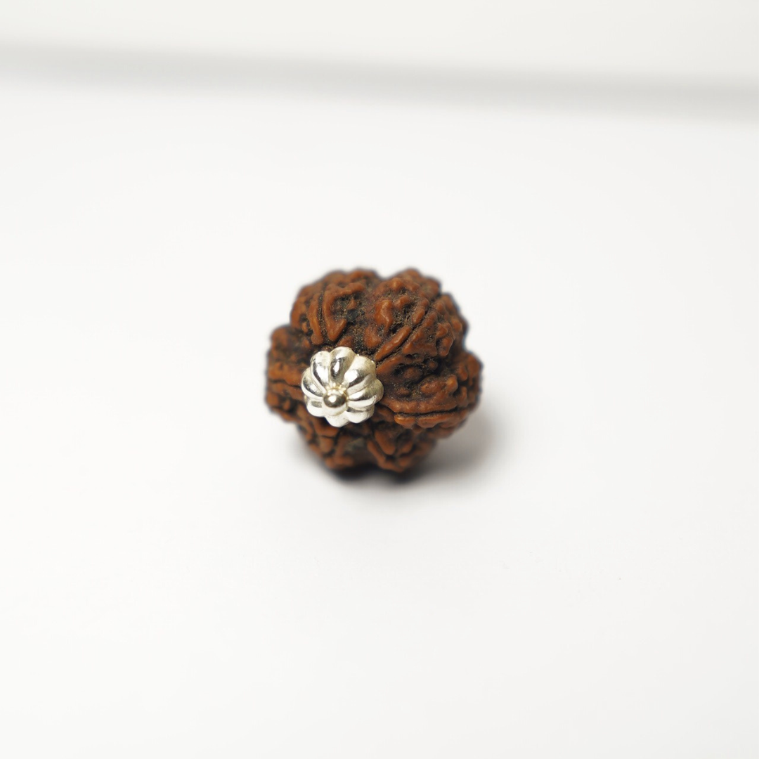 6 Mukhi Rudraksh (Nepali)