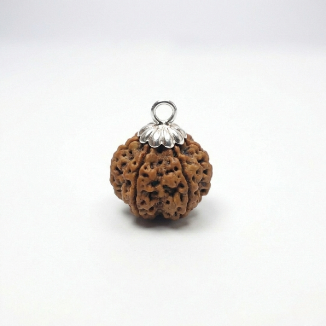 8 Mukhi Rudraksh (Nepali)