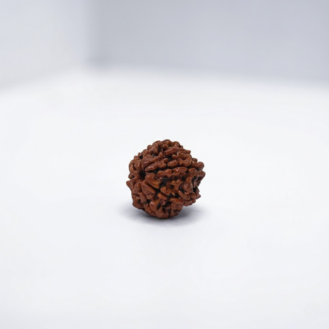 8 Mukhi Rudraksh (Nepali)