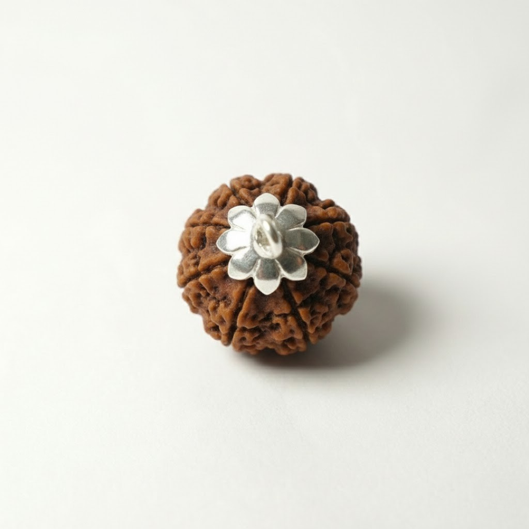 8 Mukhi Rudraksh (Nepali)