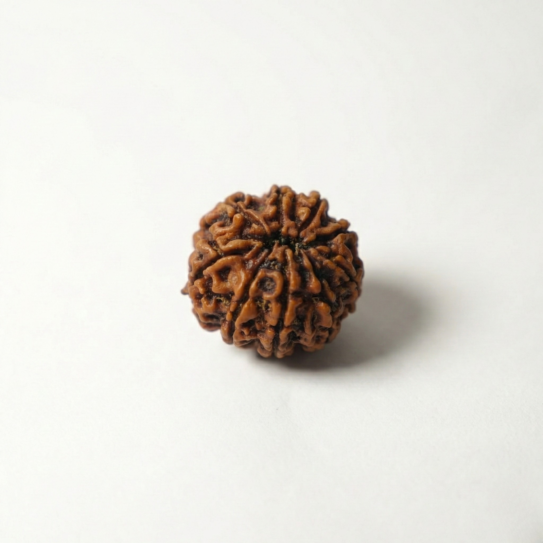 9 Mukhi Rudraksh (Nepali)